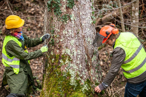 Reliable Grove, OK Tree Services Solutions